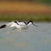 Tenkozobec opacny - Recurvirostra avosetta - Pied Avocet 0839